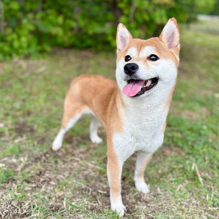 わんちゃん